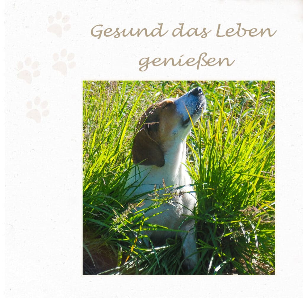 Hund genießt sein Leben. Dank Klaras BARF-KraftNr.1