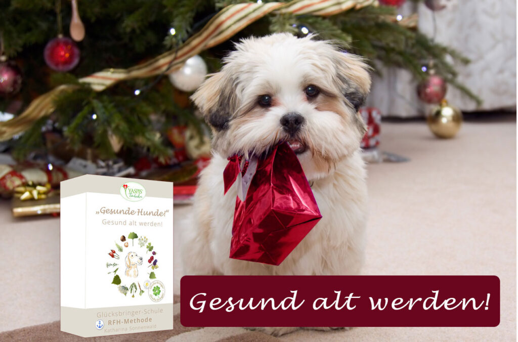 Weihnachtsgeschenk für den Hund: Kurs Hunde verstehen.
