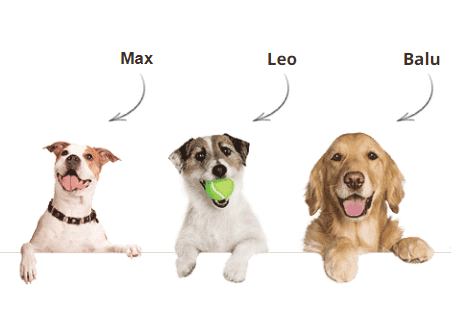 3 ängstliche Hunde.