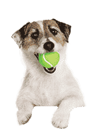 Hund mit Ball im Maul