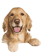 Süsser Hund schaut
