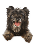 Hund hechelt