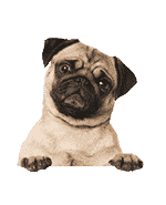 Französische Bulldogge.