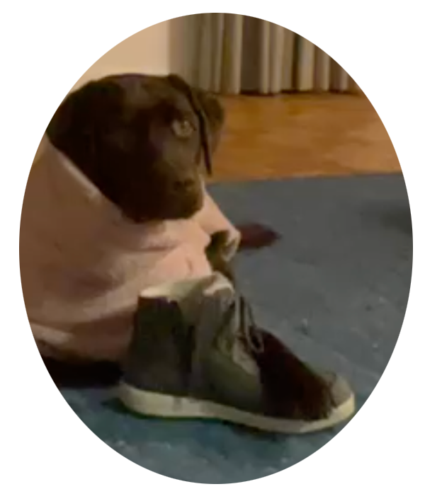 Hund verteidigt einen Schuh.