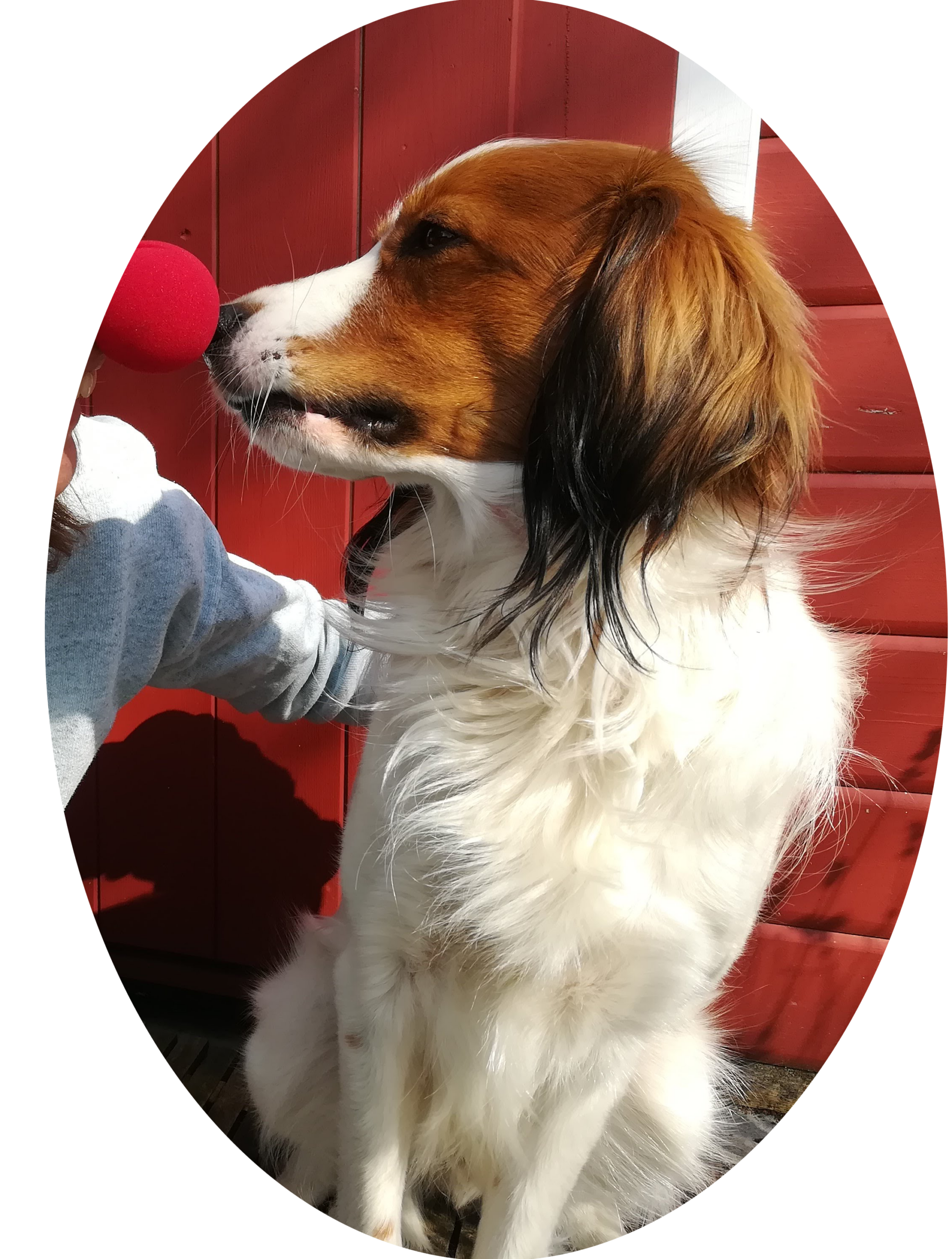 Süsser Hund Vince.