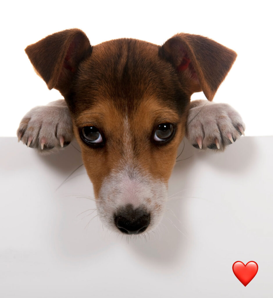 Hundeblick