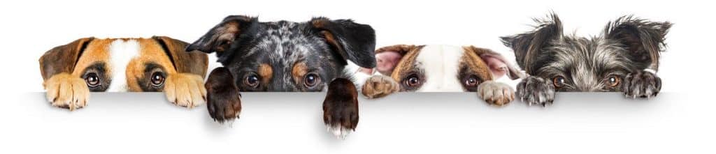Ängstliche Hunde