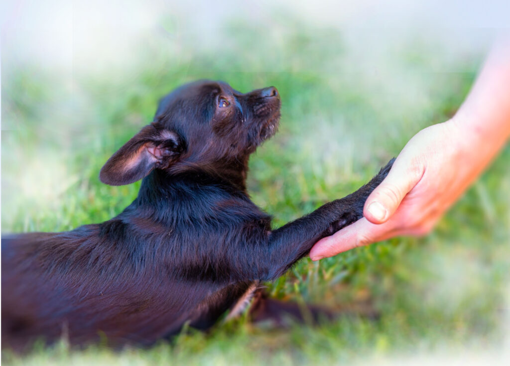 Hund hat eine Bindung zu seinem Besitzer und gibt Pfötchen.
