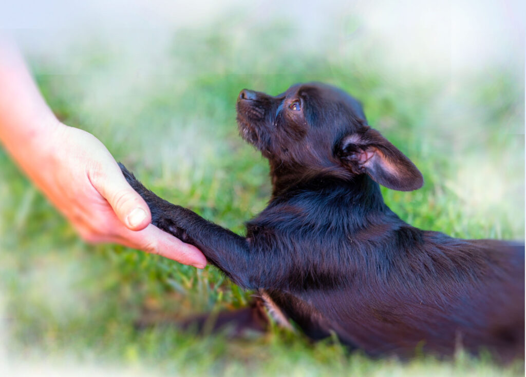 Hund hat Vertrauen zu seinem Besitzer und gibt Pfötchen.