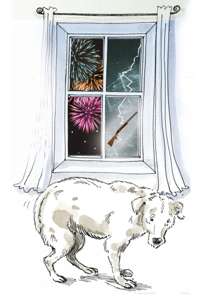 Hund hat Angst an Silvester.