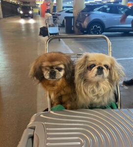 2 Hunde hatten Angst vor dem Fliegen.