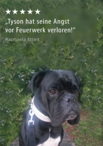 Hund Tyson hat keine Angst mehr. Tyson sitzt entspannt im Gras.