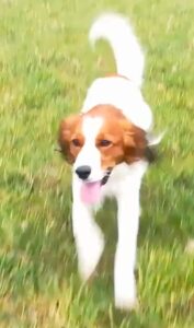 Hund bellt und knurrt alle an.