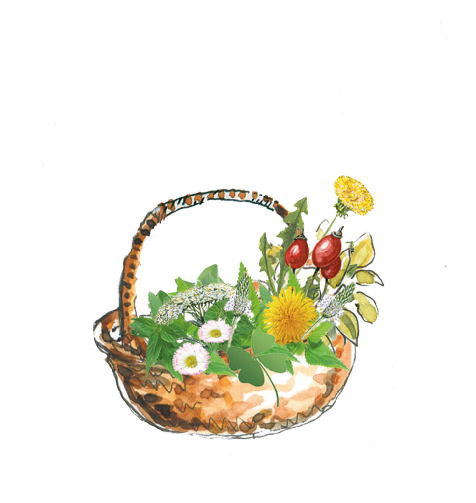 Illustration: Korb mit Kräutern für gesunde Hunde.