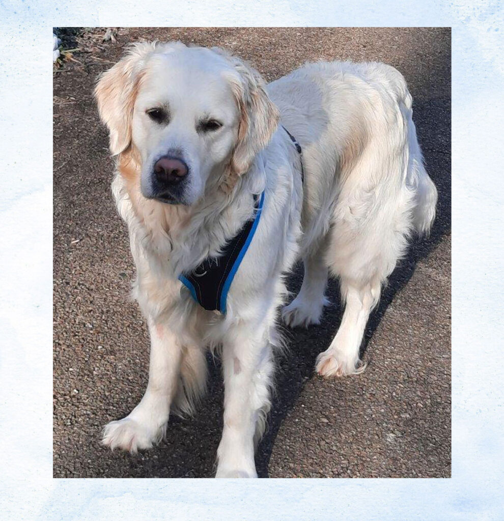Retriever Hündin Mia hat keine Angst mehr.