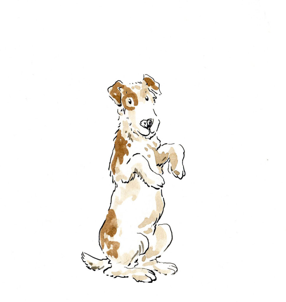Hund macht Kunststück.