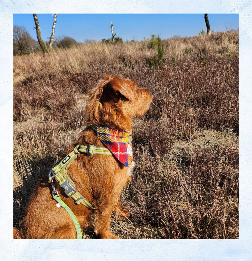 Hund das Bellen abgewöhnt.