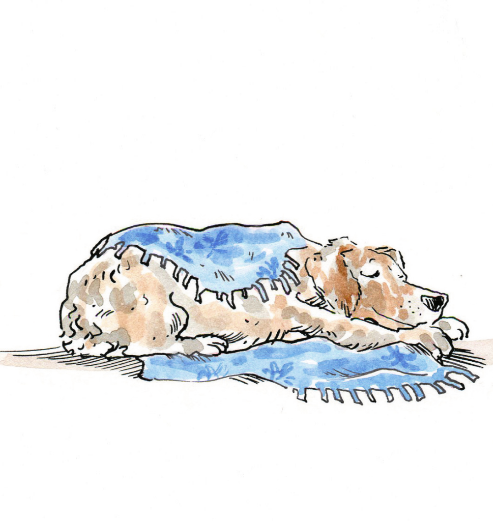 Alter gesunder Hund, schläft gemütlich mit einer Decke.