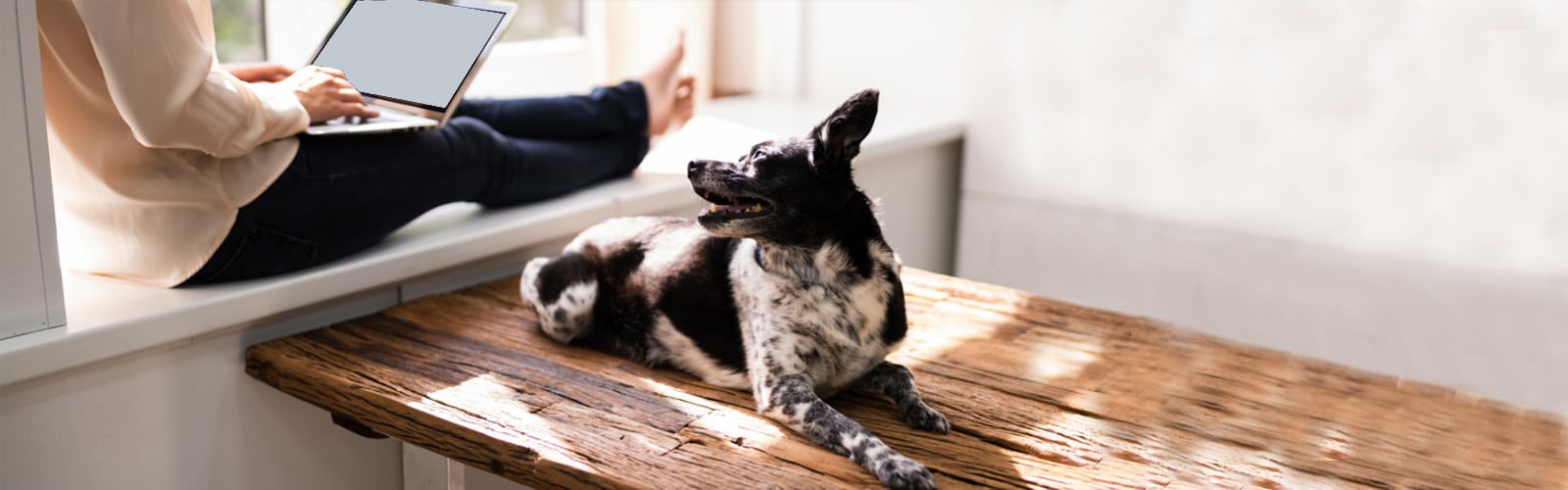 Blog für gestresste Hunde. Frau schreibt und Hund schaut gespannt.