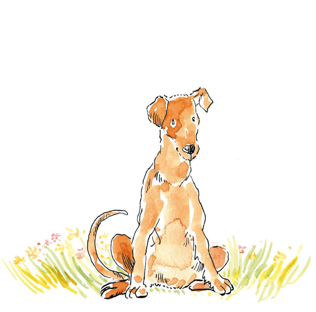 Hunde verstehen. Die Körpersprache ist friedlich.