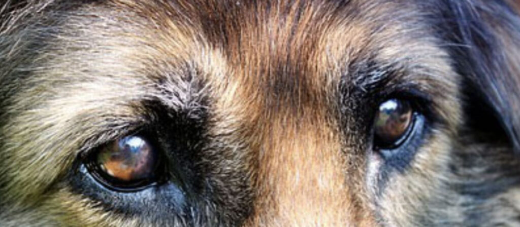 Hunde mit den Augen verstehen.