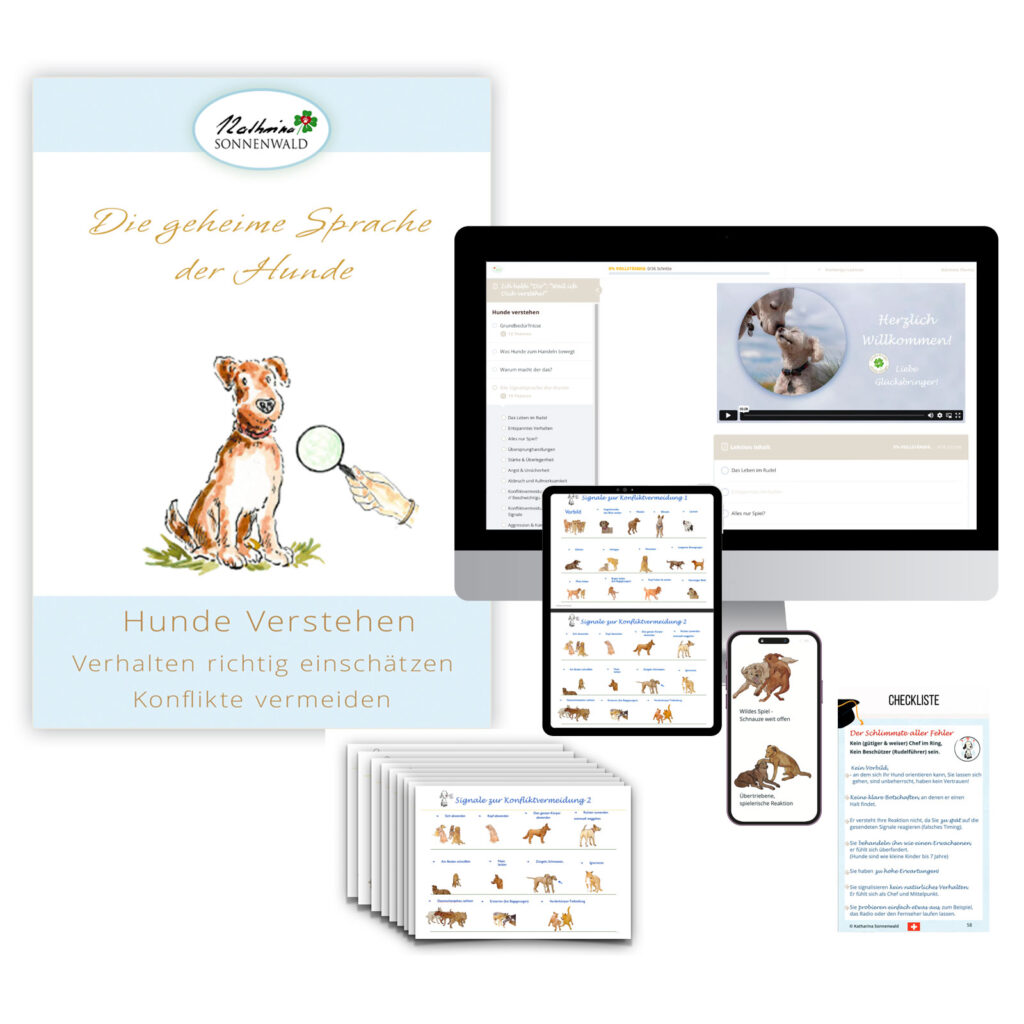Hunde-verstehen-Intensivkurs