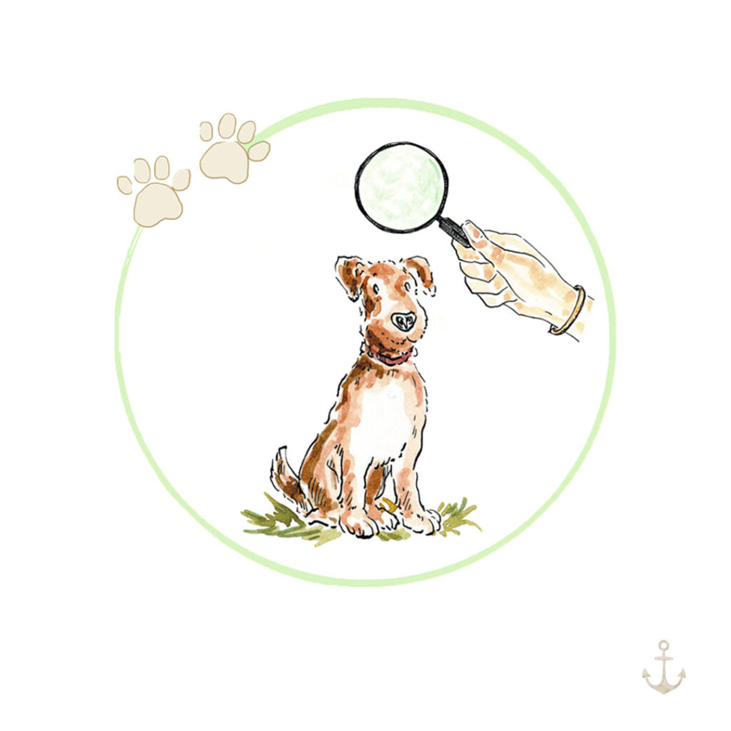 Hunde verstehen. Kursbild