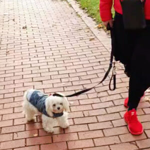Hund Benny hat keine Angst mehr durch die RFH-Methode.