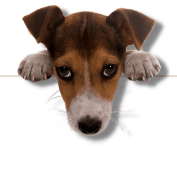 Banner_aengstlicher_hund