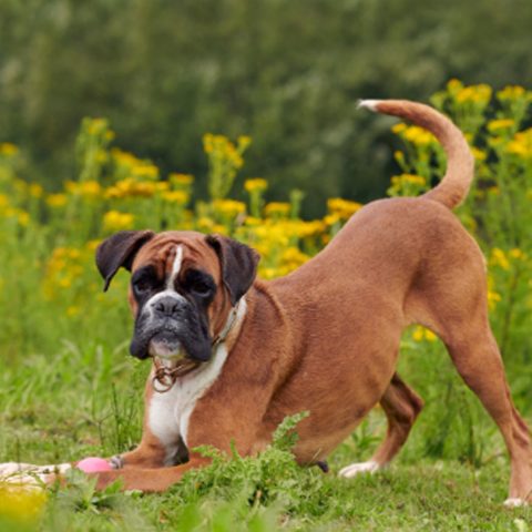 Boxerruede-spielt