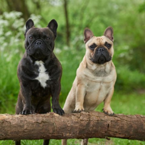 Hund-Wald
