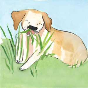 Hund frisst Gras.