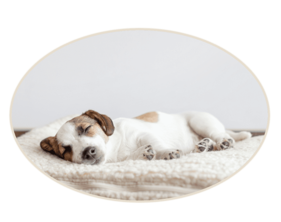 Hundegesundheit_YaspisTierliebe