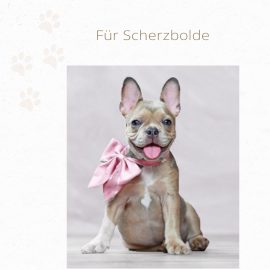 Französische Bulldogge mit Schleife.
